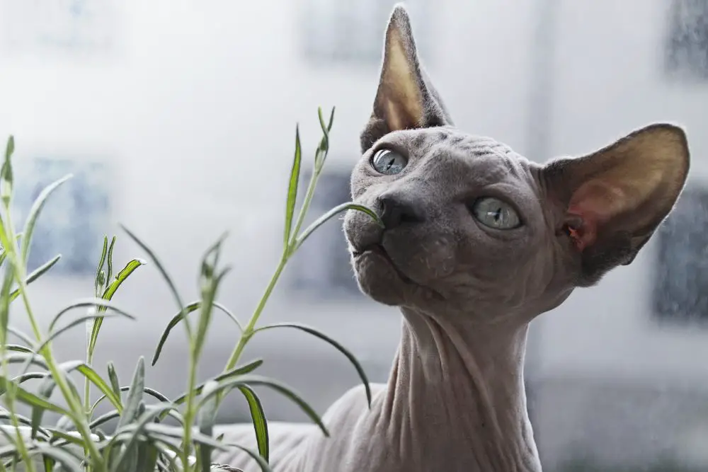 Best Cat Food For Sphynx