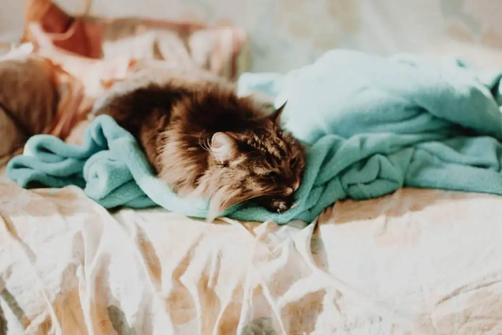 Do cats like blankets