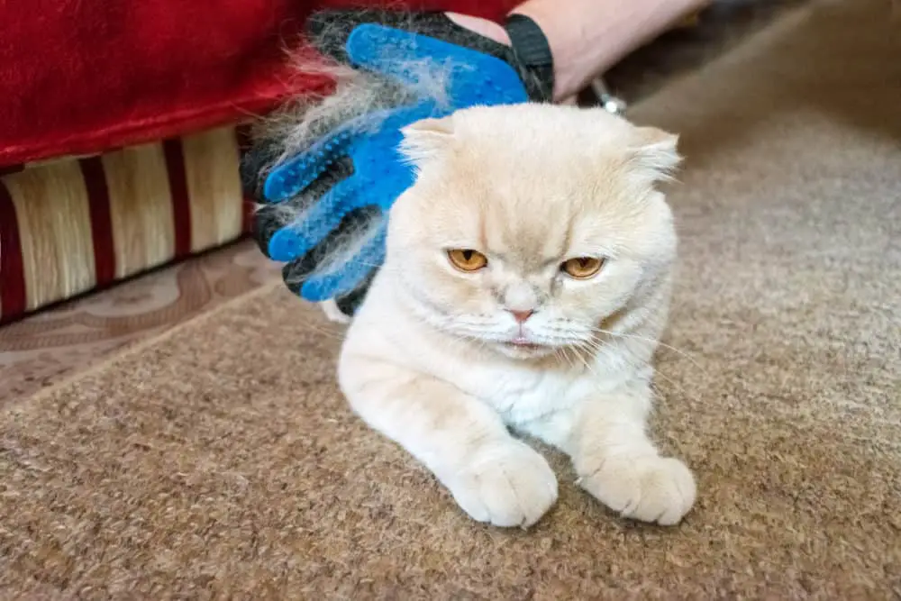 Best Cat Grooming Glove
